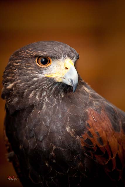 Semana Ciencias en Los Tilos